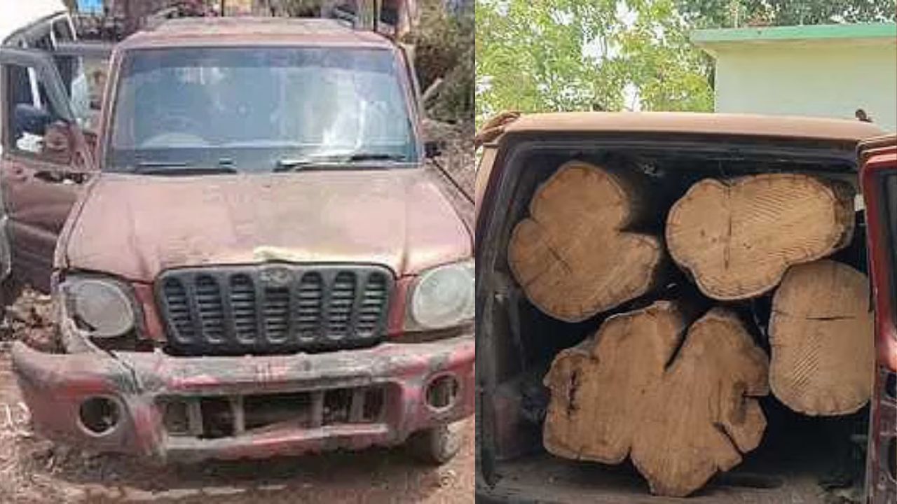 Damoh News: दमोह के जंगल में बड़ी कार्रवाई, झाड़ियों में छिपाई गई स्कॉर्पियो से बरामद हुआ कीमती सागौन