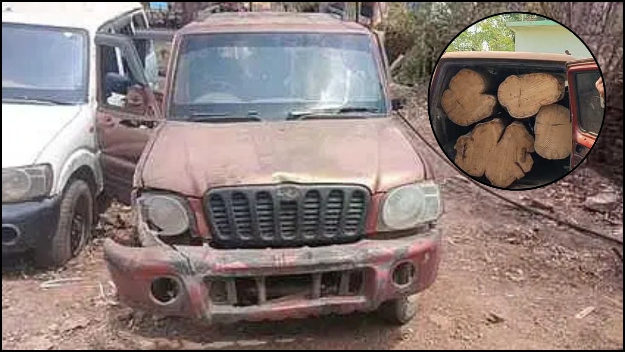 Damoh News: दमोह के जंगल में बड़ी कार्रवाई, झाड़ियों में छिपाई गई स्कॉर्पियो से बरामद हुआ कीमती सागौन