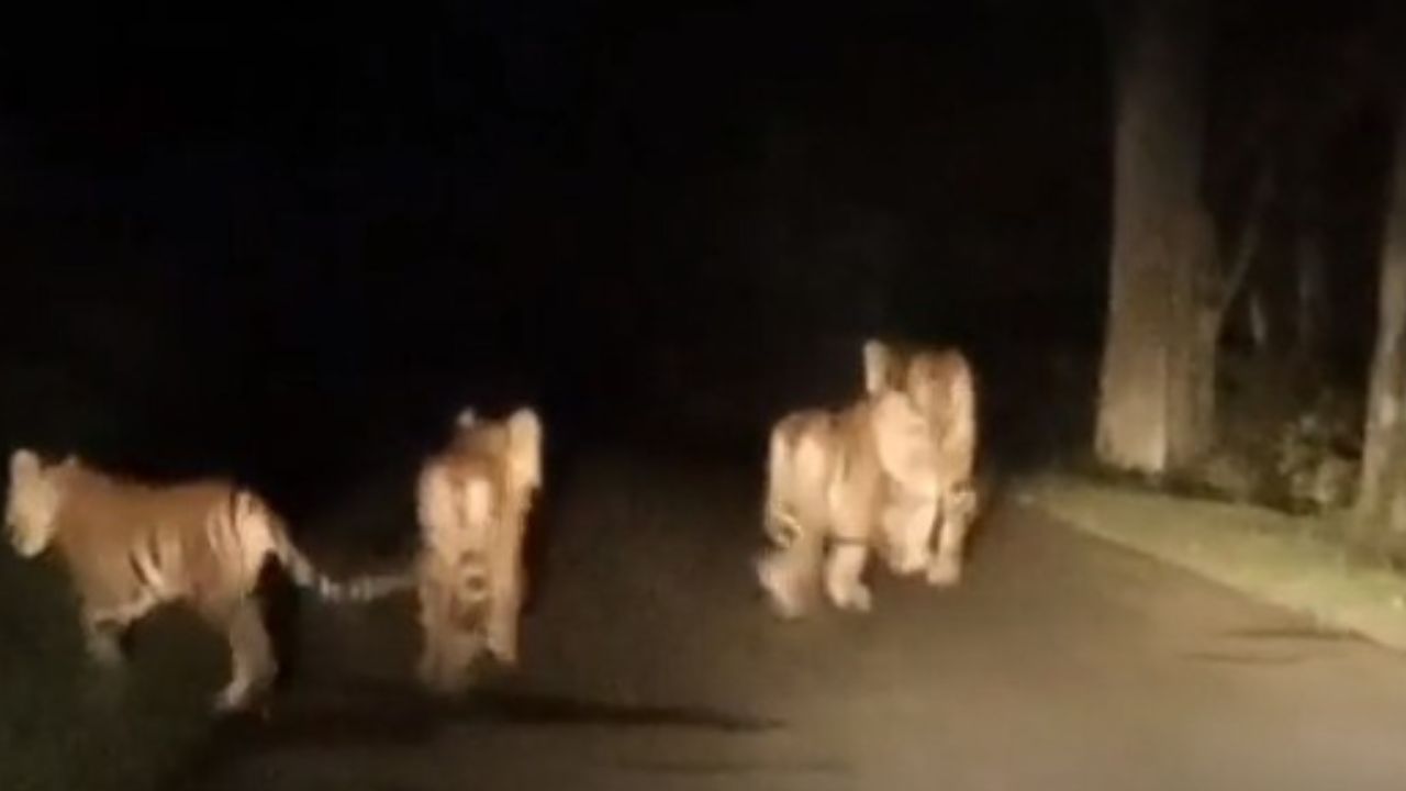 MP News: बाघिन का सड़क पर जलवा! कैमरे में कैद हुआ जंगल का रोमांचक कारवां
